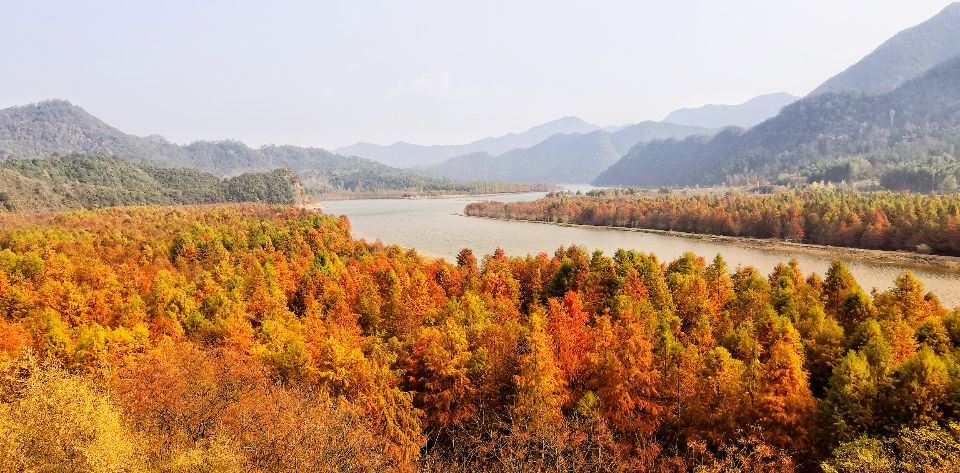 落羽杉摄影观景平台