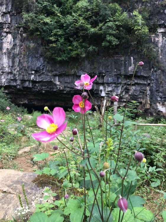 龙马大峡谷悬棺