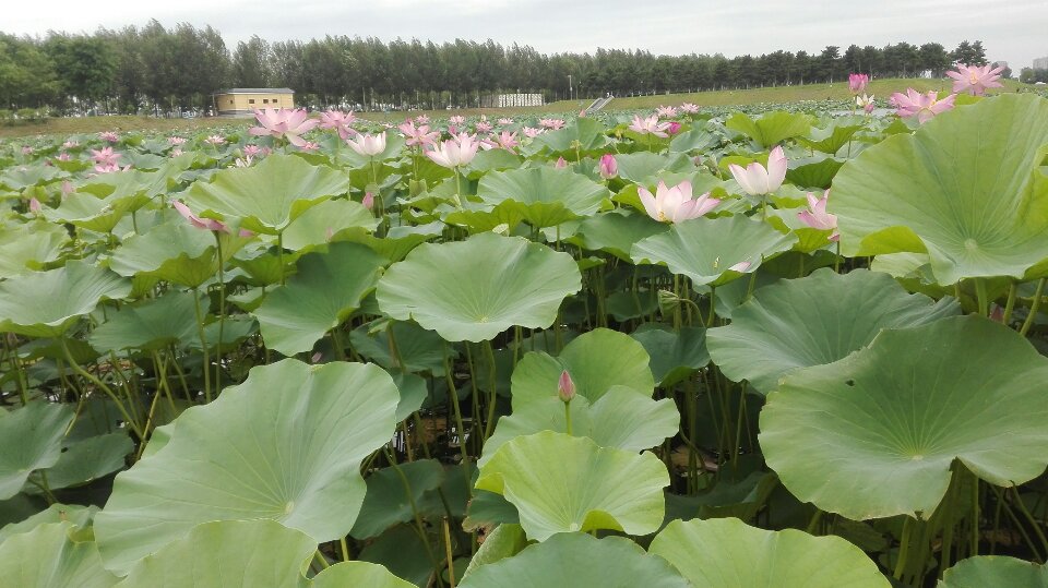 浑南区中央公园荷花池