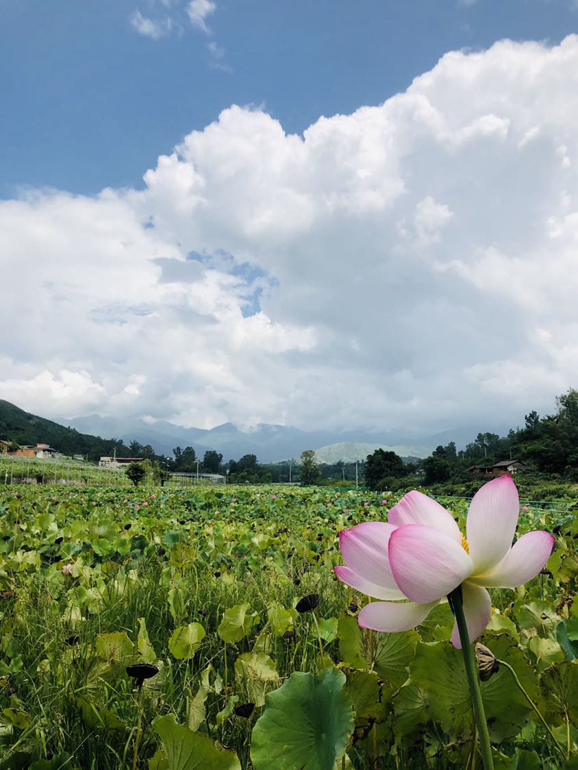 莲乡布德·梦里水乡