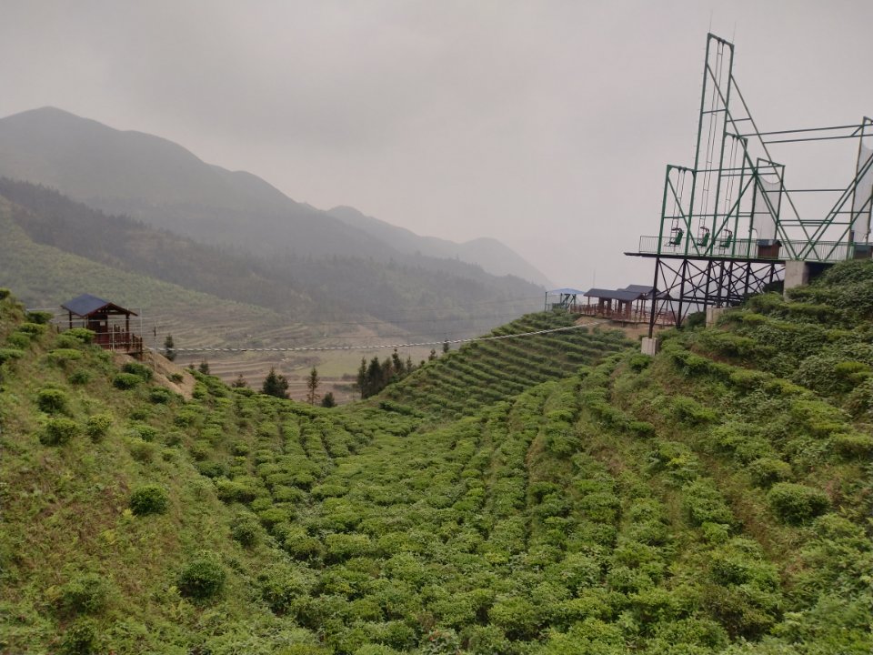 鸟王山茶园风景区