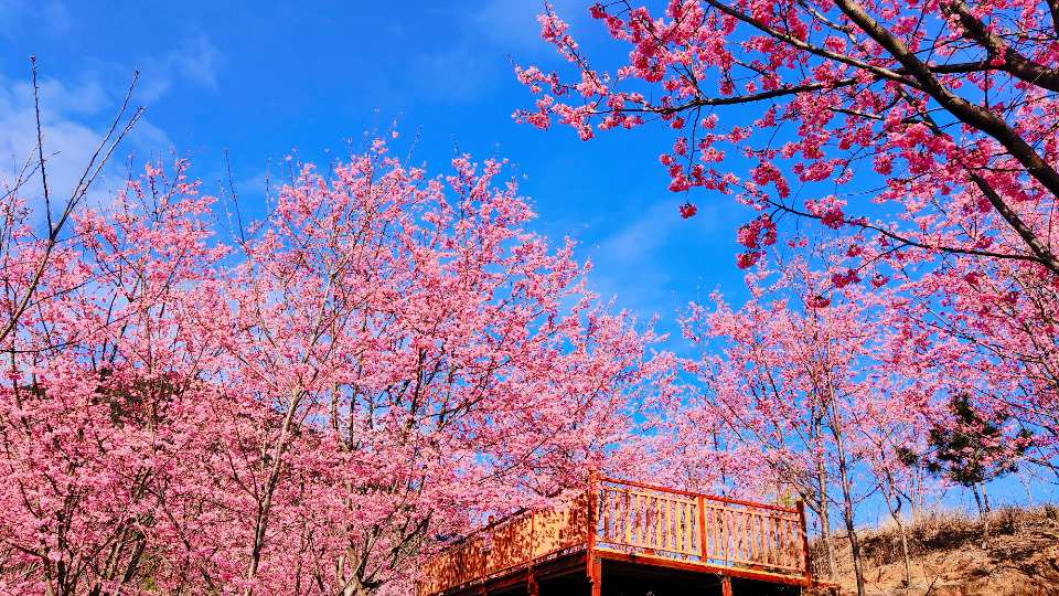 仙居山樱花园