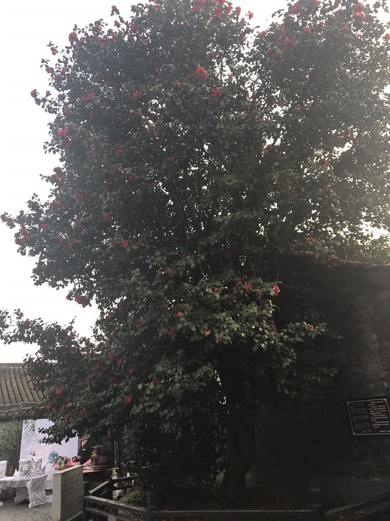 溱潼古镇旅游区-山茶院的第2张图片的图片资料