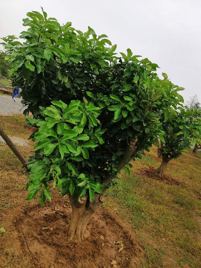 荆门千佛洞植物园