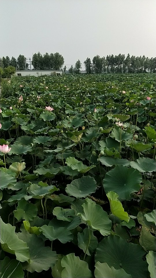 邯郸市邱县经典路线推荐