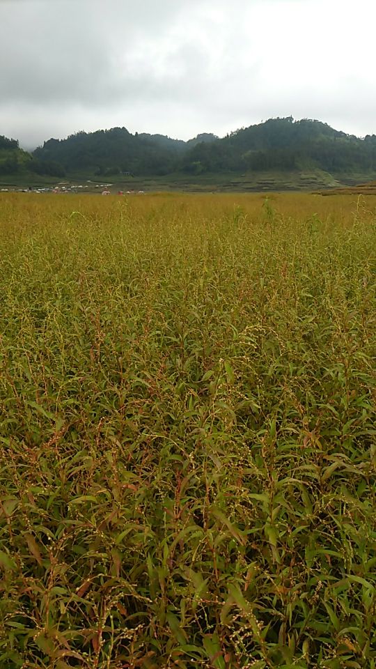 保山市龙陵县旅行攻略