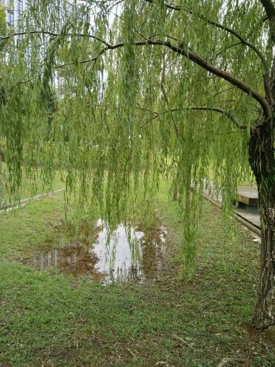 中江公园-水生植物园