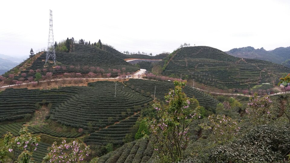 贵州湄潭象山茶国公园