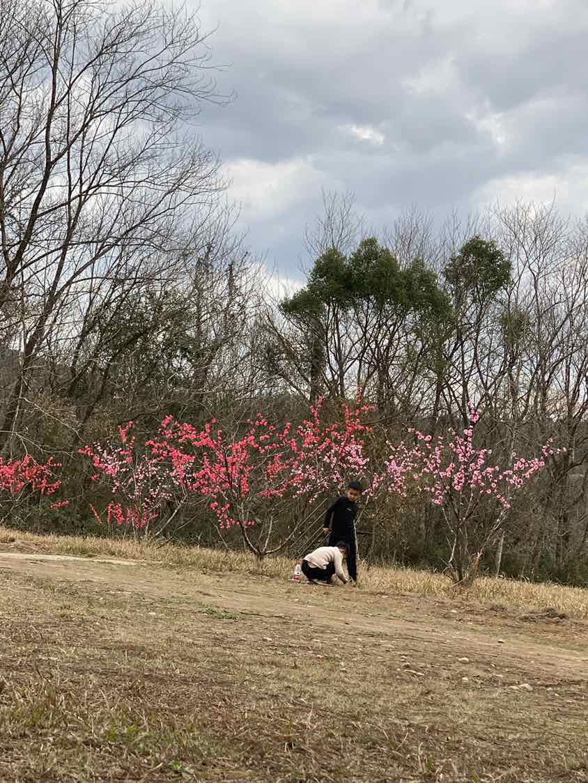 永安村桃花林