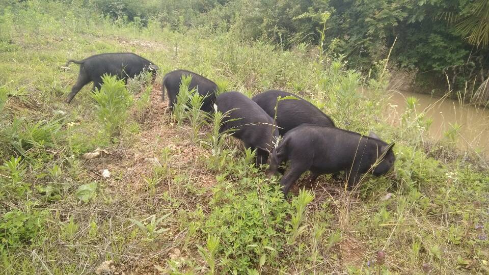 南鄭縣天和藏香豬養殖基地