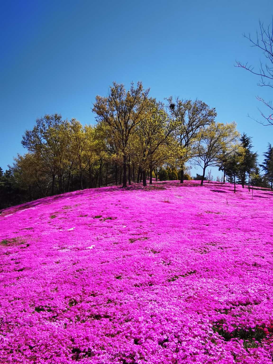 大连英歌石植物园